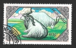 Sellos de Asia - Mongolia -  1732 - Cabras