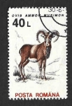 Stamps Romania -  3840 - Muflón Europeo