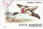 Stamps Romania -  Tarro común (Tadorna tadorna)