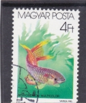 Stamps Hungary -  PEZ MULTICOLOR