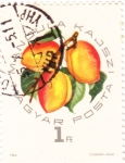 Stamps Hungary -  FRUTA- mango