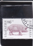 Stamps : Europe : Bulgaria :  CERDO