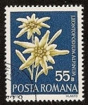 Stamps : Europe : Romania :  Flor de las nieves - Edelweiss