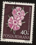 Sellos del Mundo : Europa : Rumania : Flores - Dianthus callizonus