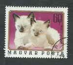 Stamps : Europe : Hungary :  Gatos domesticos