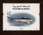 Sellos de Africa - Marruecos -  Tiburon