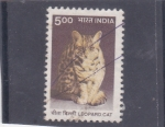  de Asia - India -  gato