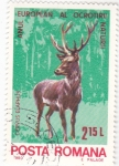 Stamps Romania -  CERVIDO