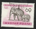 Stamps : Europe : Hungary :  1416 - Jardín zoológico de Budapest, elefantes