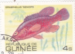 Stamps Guinea -  PEZ