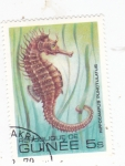 Stamps Guinea -  PEZ caballito de mar 