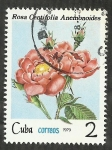 Sellos de America - Cuba -  Rosa centifolia