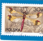 Stamps Poland -  LIBÉLULA 