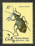 Sellos de America - Cuba -  Calosoma Splendida