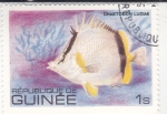 Stamps Guinea -  PEZ TROPICAL