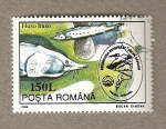 Stamps Romania -  Pez Huso huso