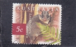 Sellos de Oceania - Australia -  Zarigüeya