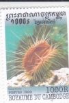 Stamps Cambodia -  ERIZO DE MAR
