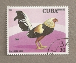 Stamps America - Cuba -  Gallo de pelea, Giro