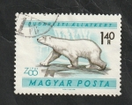 Stamps Hungary -  1419 - Oso polar