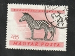 Stamps Hungary -  1420 - Cebras