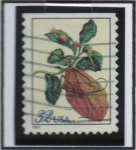Stamps United States -  Pupa d' Escarabajo