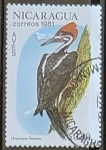 Sellos de America - Nicaragua -  Dryocopus lineatus