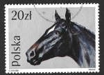 Stamps : Europe : Poland :  2896 - Caballo Inglés