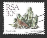 Sellos de Africa - Sud�frica -  745 - Planta Suculenta
