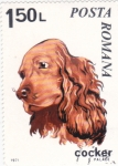 Stamps Romania -  PERRO DE RAZA- COCKER