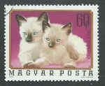 Stamps Hungary -  Gatos domesticos