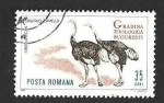 Stamps Romania -  1679 - Avestruces