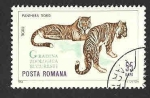 Stamps Romania -  1681 - Tigre