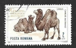 Stamps Romania -  1684 - Camellos Bactriano