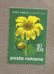 Stamps Romania -  Flor de Adonis vernalis