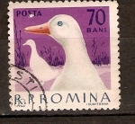 Stamps : Europe : Romania :  PATO
