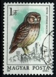 Stamps Hungary -  serie- Fauna protegida