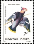 Stamps Hungary -  Waxwing bohemio (Bombycilla garrulus)