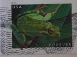 Stamps : America : United_States :  Pacific tree frog (Pseudacris regilla)- Rana de árbol del pacifico.- Serie: Rana 2019