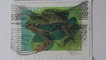 Stamps : America : United_States :  Northern Leopard frog (Lithobates Pipions)- Rana Leopardo del Norte - Serie: Rana 2019