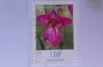 Stamps : America : Germany :  Wild Gladiola (Gladiolus illycricus)- Gladiola salvaje- Serie: Flores (2005)