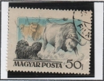 Stamps Hungary -  Puli  y Stee