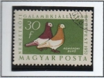 Sellos de Europa - Hungra -  Palomas: Komarom Tumbler