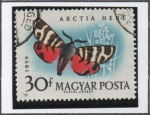 Stamps Hungary -  Pariposas.: Tigre