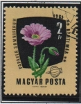 Stamps Hungary -  Flores: Adormidera