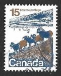 Sellos de America - Canad -  595 - Ovejas de Montaña