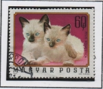 Stamps Hungary -  Gatos Siameses