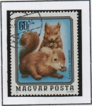 Stamps Hungary -  Ardillasd