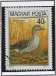 Stamps Europe - Hungary -  Ganso d' Graylag