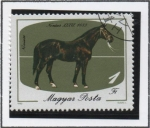 Stamps Hungary -  Caballos: Cataño oscuro